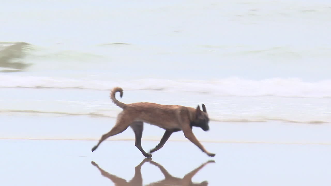 해변에서 놀고 있는 개