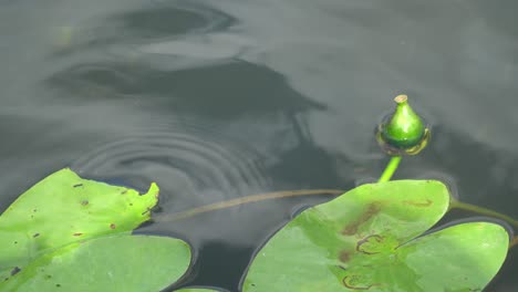 Close-up-of-water-lily-leaves-swaying-in-the-gentle-waves-of-the-lake