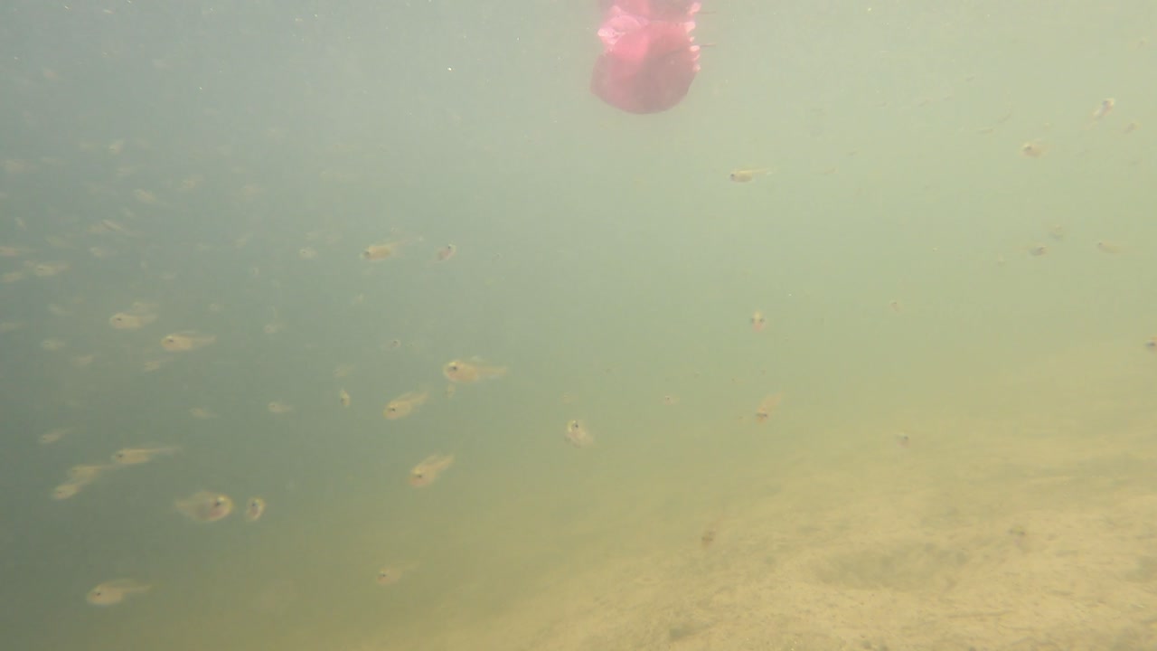어류 들 이 먹이 를 찾기 위해 모여드는 모호 한 수중 장면
