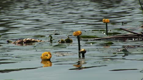 yellow water lilies in a ukrainian village