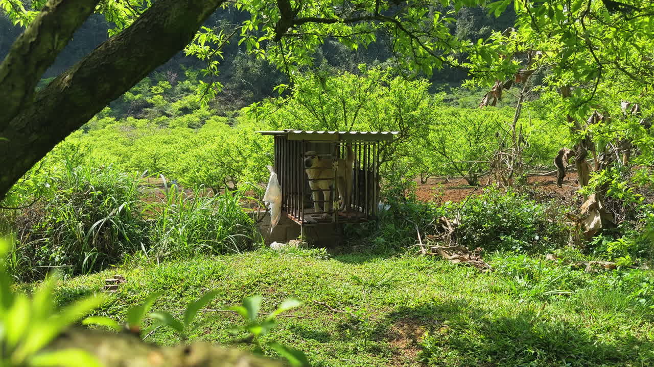 Plum Blossom Valley, Vietnam: Dog barks within an outdoor enclosure, framed by lush trees. Captures a moment of rural life and animal presence.