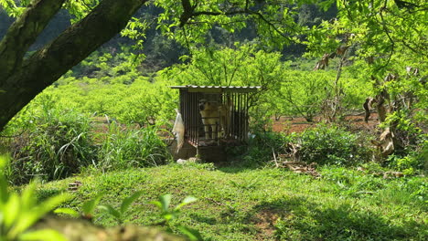 plum blossom valley, vietnam: dog barks within an outdoor enclosure, framed by lush trees. captures a moment of rural life and animal presence.