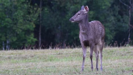 ciervo sambar, rusa unicolor, santuario de vida silvestre de phu khiao, tailandia