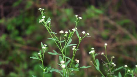 parthenium is a poisonous plant with a variety of diseases that grow from flower molecules