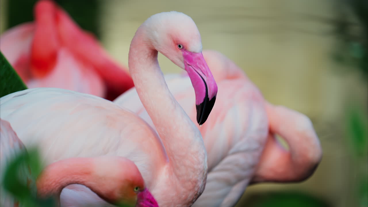 Close up of beautiful, pink flamingos standing in water at a zoo