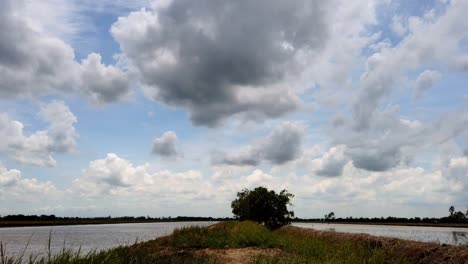 arrozales, nubes y siluetas de pájaros