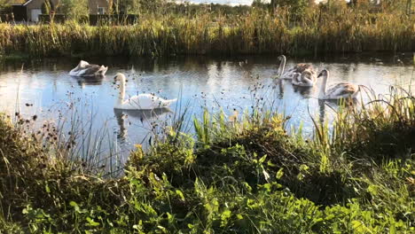 A-swan-family-swims-on-a-lake-on-a-sunny-day