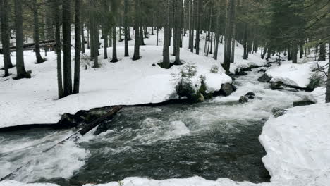 boulders in river and winter snow. fast stream in winter forest. mountain river.