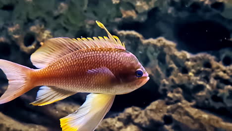 closeup of sea goldie swimming in the aquarium