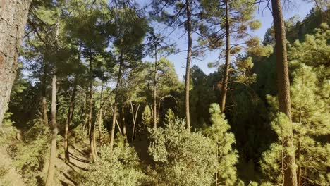 Drohnenaufnahme-Im-Wald-Frankreichs-Durch-Die-Warme-Natur