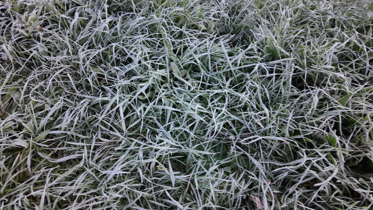 Frost covered grass in winter morning