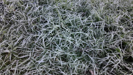 frost covered grass in winter morning