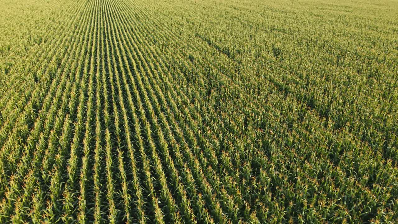 Sunset light casts long shadows on cornfield rows in aerial of golden farmland