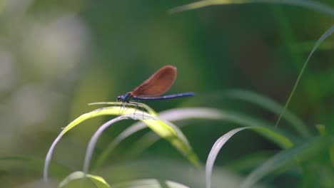 Close-up-of-a-blue-dragonfly-on-branch,-Ebony-Jewelwing-flying-away-in-slowmotion