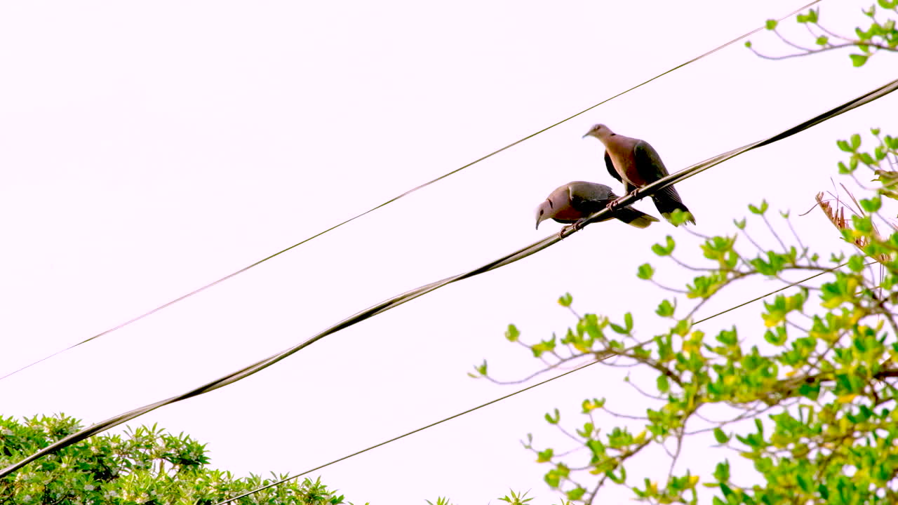 Two red-eye doves in territorial dispute with flapping wings on electrical wire