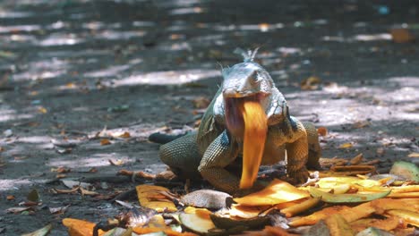 iguana grande hambrienta comiendo una fruta de mango en américa del sur