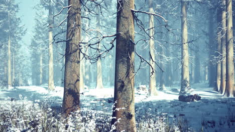 winter forest landscape with snow covered trees in tranquil setting