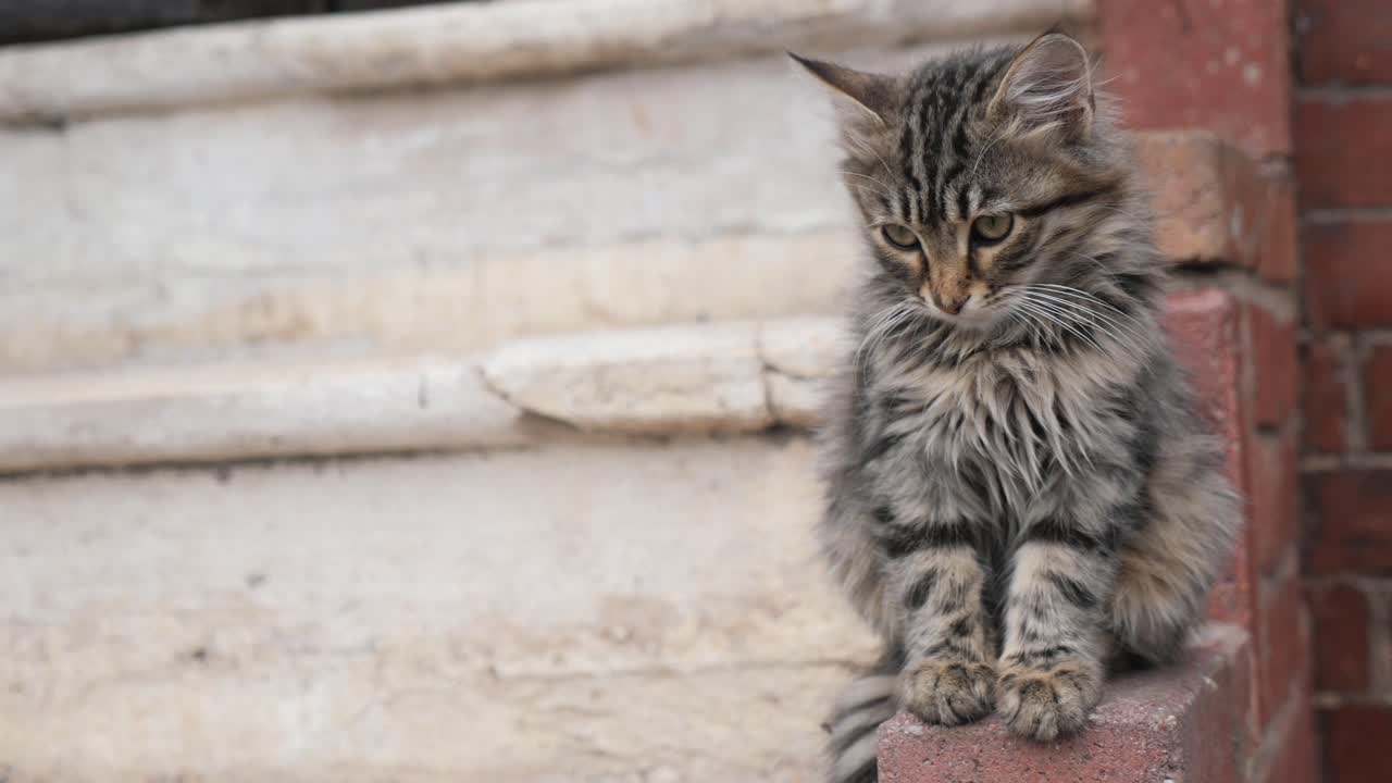 Gattino soriano carino e soffice seduto all'aperto su un davanzale di mattoni.
