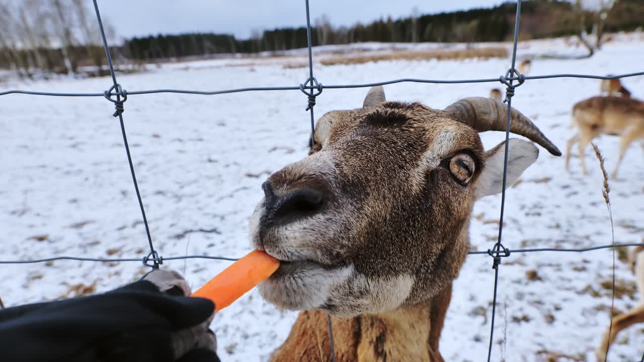 Goat enjoys winter snack from visitor hand through fence in rural Latvian field