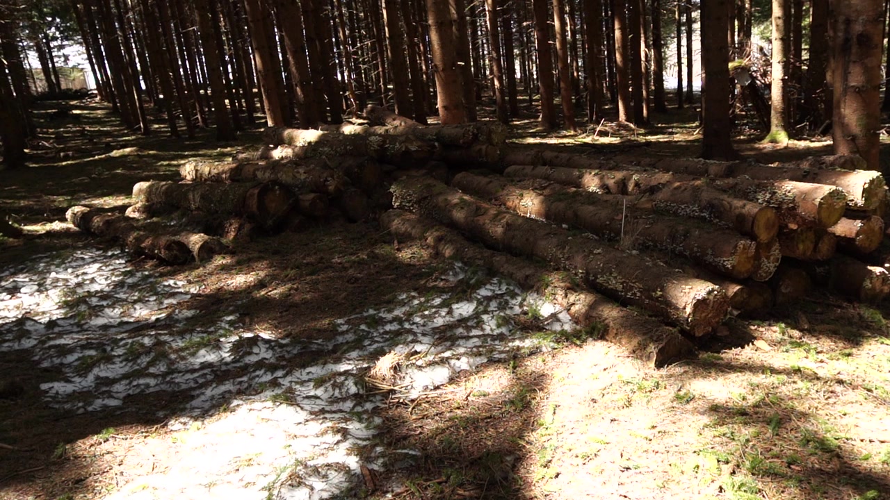 Ground-level view of stacked timber logs in a forest clearing, with patches of melting snow on the forest floor and dappled sunlight filtering through the trees.