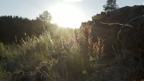 Slider-shot-of-wild-flowers-at-sunset,-Indian-Paintbrush