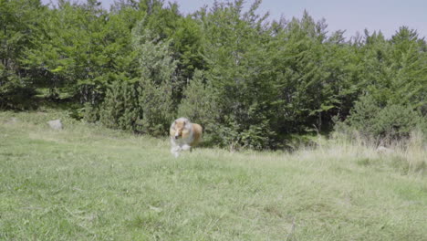 Collie-dog-runs-towards-the-video-camera-near-a-forest-in-a-sunny-day,-slow-motion