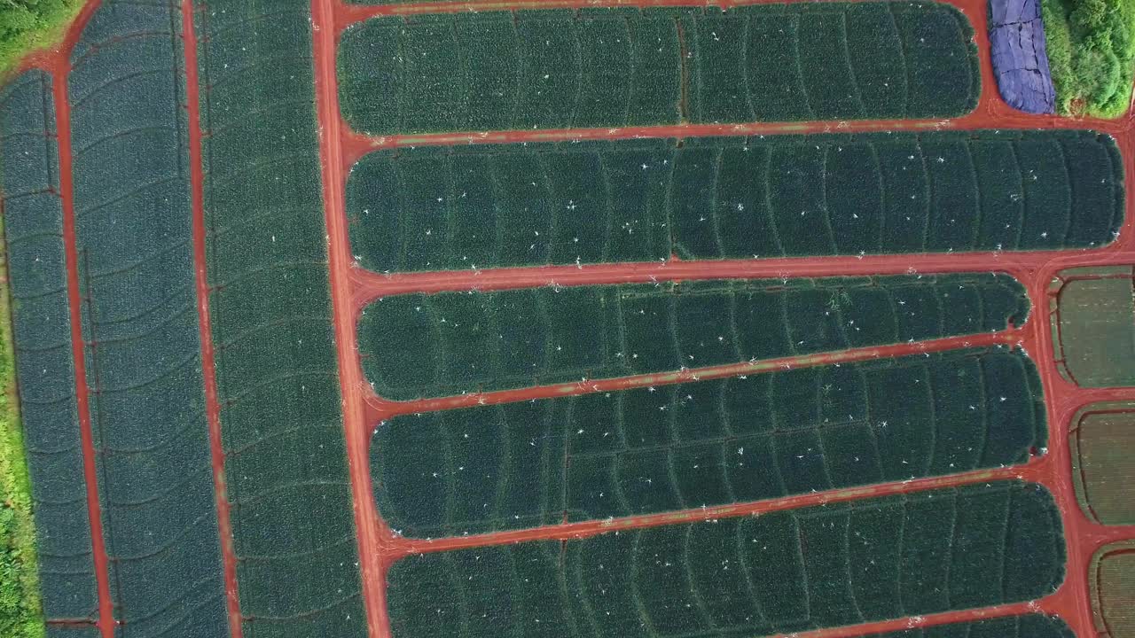 campos de piña de upala en costa rica