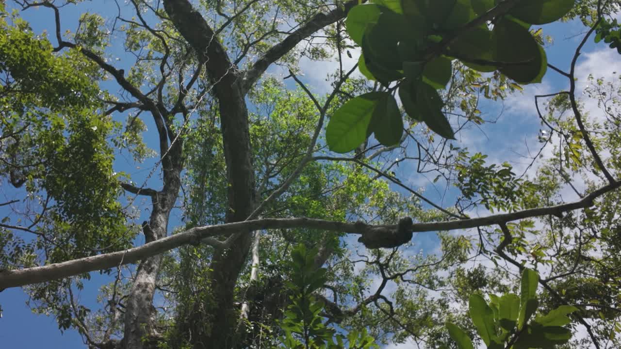 Sloth gracefully climbs across a tree branch in Puerto Viejo de Talamanca, Costa Rica.