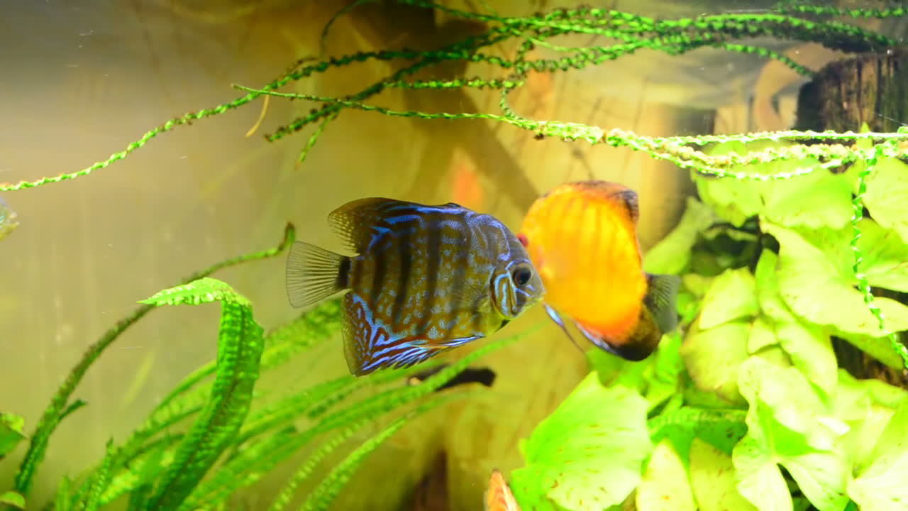 Peixes em um aquário. Filmagem do mundo subaquático