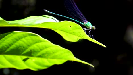 green iridescent dragonfly perched on green leaf before flying off in khao sok jungle