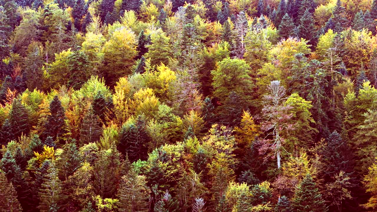 Slow aerial orbit view of a vast, colorful forest in autumn