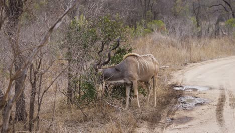 在南非的克魯格國家公園 (kruger national park) - 4k