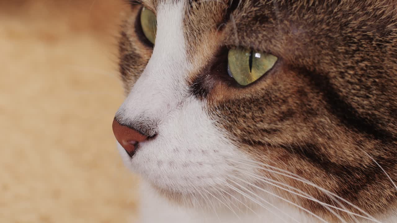 Close-up of tricolor cat sitting and looking . Kitty with yellow eyes. Pet at home