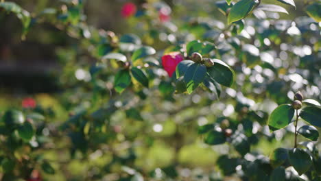 camellia blossoms in sunlight