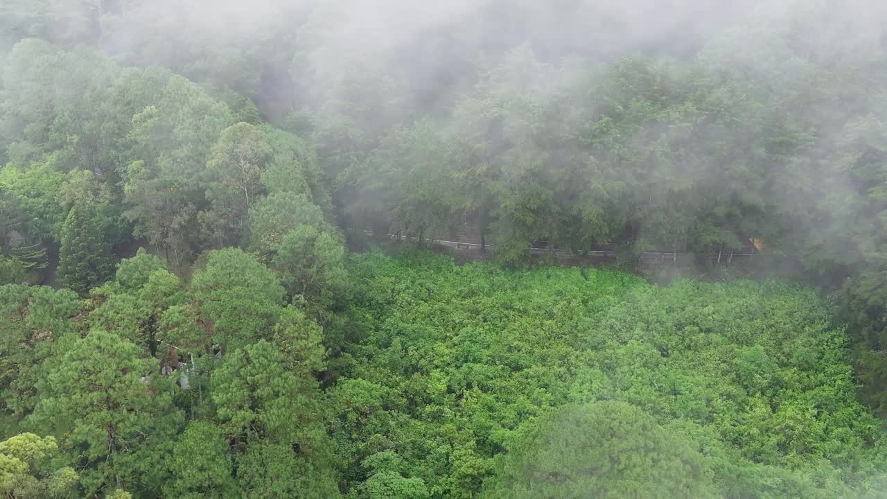 Dense Forest Covered in Thick Fog