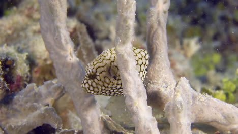 a close-up of little tropical boxfish hiding in branches of coral