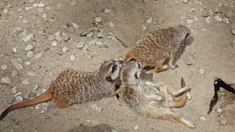 two adorable meerkats sleeping together, cuddled up closely