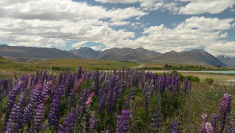 Invasión-De-Altramuces,-Alpes-Del-Sur-Dominados-Por-Campos-De-Altramuces-Introducidos