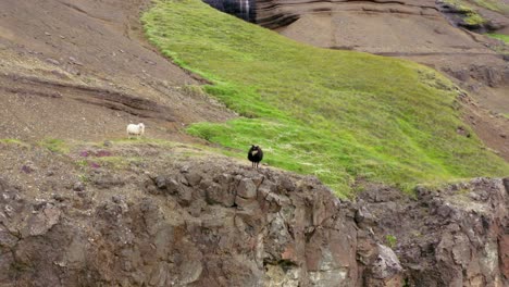 dos ovejas frente a una cascada en islandia