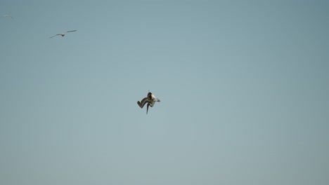 pelican diving for fish in the blue sea in baja california sur, cabo san lucas, mexico