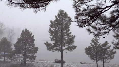 árboles de hoja perenne en nevadas nevadas y ventosas junto al lago