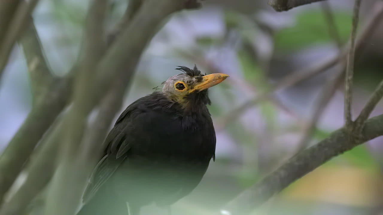 un myna típico, calvo debido a la muda y la lucha con otras aves, llamando - primer plano