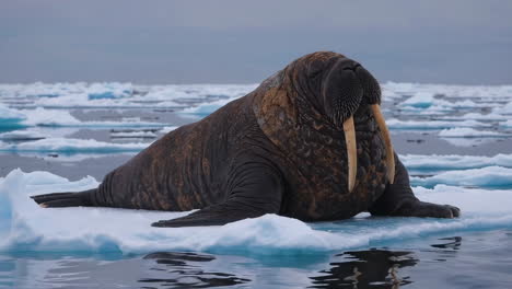 walrus on ice floe