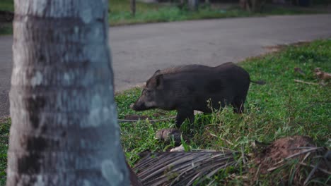 wild boar near a coconut tree