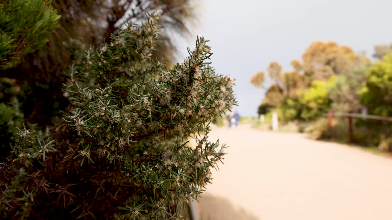 un paseo panorámico hacia los doce apóstoles