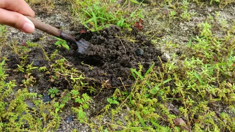 close up cleaning soil from grass with a small shovel