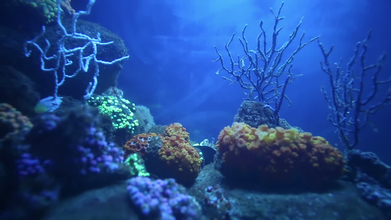 acuario de valencia 42