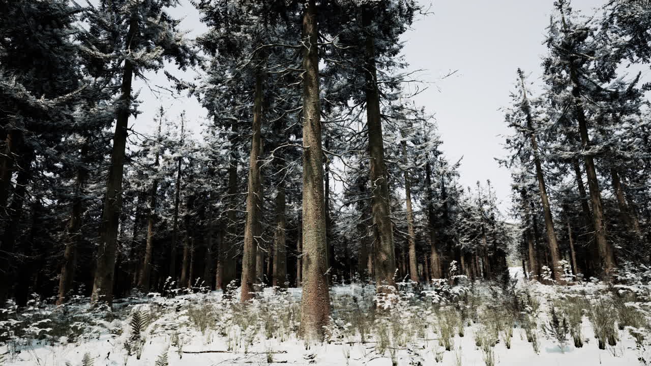 눈 인 소나무 숲