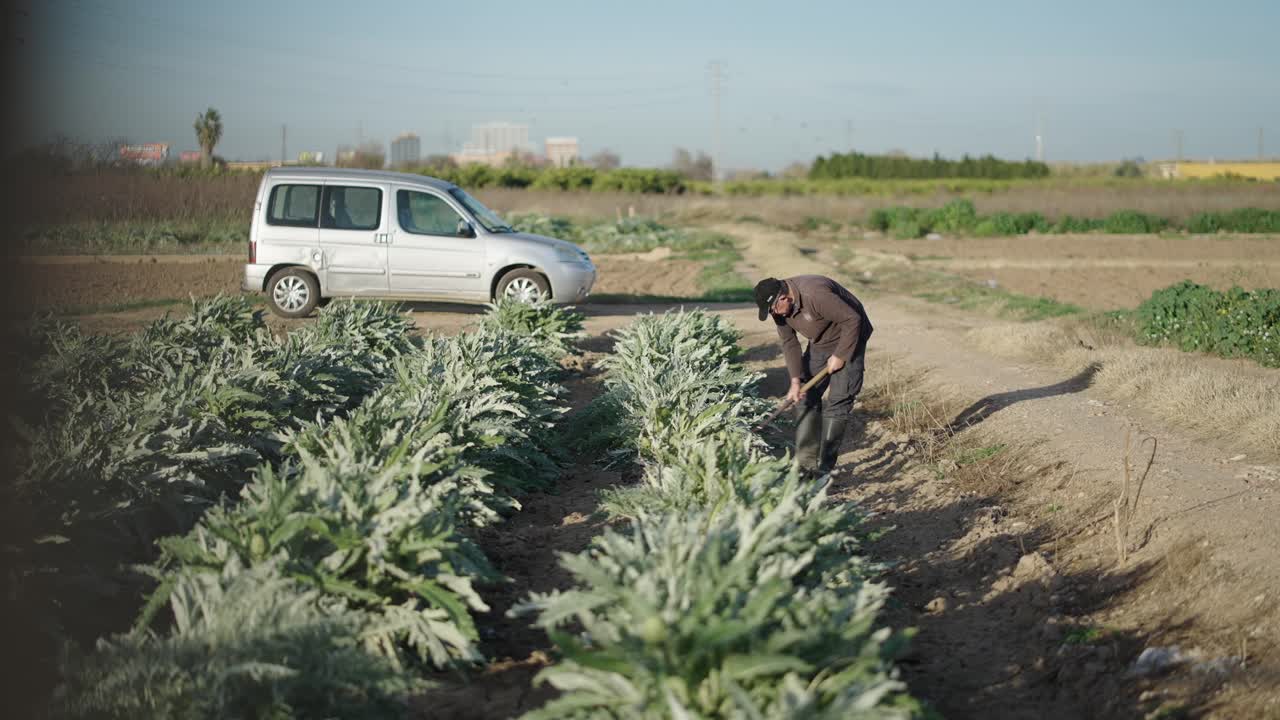 Farmer working in an artichoke field