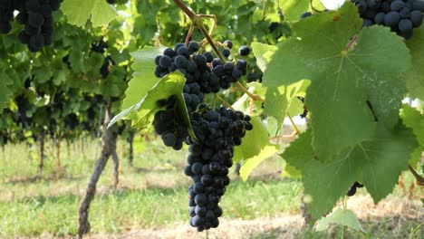 group of red wine grapes on a grapevine in summer ready to harvest - baden-wuerttemberg, germany